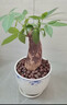 发财树盆栽大植物室内办公室桌面客厅小盆景招财树苗绿植花卉盆栽 三杆发财树 5-8cm【随机陶瓷盆】 【送肥料】 实拍图