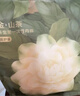 babycare一次性内裤山茶花孕产妇月子待产出差旅行女XL码15条【安全灭菌】 实拍图