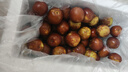 CAIFAN陕西大荔新鲜冬枣 冰糖冬枣特级5A甜枣子 单果约16-20g水果礼盒 实拍图