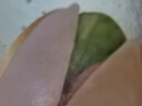 丹帝（DAN.D.PAK）【山姆同厂】盐味开心果 185g 越南进口坚果 儿童孕妇休闲零食品 实拍图