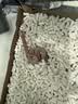 SMVP玉米蛇活物真蛇宠物蛇爬宠幼体翠异宠青白化蛇宠无毒黑王暴风雪盲 幽灵白边布鲁克【苗】 实拍图
