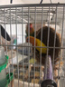 万宠汇 鸟活体虎皮鹦鹉笼养牡丹玄风活鸟学说话手养小太阳鹦鹉宠物鹦鹉 黄金丝牡丹鹦鹉1只（公母备注） 实拍图