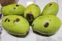 京喜加海南鲜芒果小台水果芒果新鲜上市 带箱6斤【单果90g以上】 实拍图