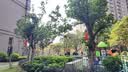 红福纪 东北鸡心果【顺丰多地次日达-配送上门】小苹果沙果海棠果中秋礼 净重3斤精选大果【10-12枚/斤】 精选装【80%客户选择-超划算】 实拍图