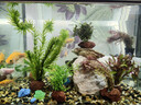 派乐特鱼缸溪流石底砂造景底沙子水草装饰雨林铺底石头子缸生态5斤 实拍图