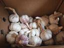 京鲜生河南杞县大蒜带皮新鲜干蒜净重2斤 单果4.5-5cm 源头直发包邮 实拍图