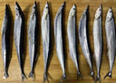 深海秋刀鱼 新鲜海捕船冻锁鲜无冰日式料理海鲜烧烤食材 生鲜鱼类 海捕秋刀鱼4斤（5-7条/斤） 实拍图