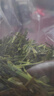 一杯香茶叶绿茶正宗明前龙井茶250g2025新茶过年货礼盒装送礼自己喝自饮 实拍图