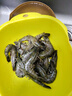 禧美海产 鲜冻大号黑虎虾 净重3斤装 45-60只/盒 单冻大虾 海鲜水产 实拍图
