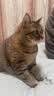 素力高进口无谷猫粮 美毛顺毛 优质鲜肉蛋白  幼猫成猫老年猫全价猫粮 【全能美毛丨双包轻享】鲜肉美毛3磅*2/2.72kg 实拍图