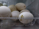 百世富泽（BAISHIFUZE）【百世富泽】黄河滩大鹅蛋新鲜正宗土鹅蛋农家自养孕妇超大鹅蛋 12枚130-150克 实拍图
