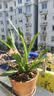花大师 兰花专用土蝴蝶兰君子兰专用花土营养土兰花植料松树皮颗粒透气 豪华版24升 大苗小苗通用 实拍图