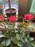 花盆绿植盆栽加厚塑料简约多肉小盆阳台客厅月季玫瑰大号家用花盆 高款1.5加仑(口径17cm)2个盆 配套托盘 实拍图