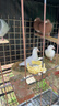 信鸽鸽子活体血统鸽成绩赛鸽幼鸽种鸽清棚鸽外血种鸽一对詹森信鸽 瓦灰种鸽 一公一母 实拍图