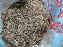 小熊主播瓜子400g焦糖香味袋装奶油五香味零食葵花籽炒货坚果 400克瓜子奶香味 2袋 实拍图