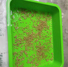 北蔬 育苗盘育苗发芽盆水培蔬菜保温带盖苗菜无土栽培 加深育苗盘2个 实拍图