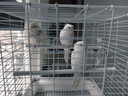 宠尚天 鸟笼长尾鹦鹉笼子家用防溅豪华芦丁鸡饲养箱虎皮鹦鹉鸽子笼 长尾鹦鹉白色中号鸟笼 -单笼 晒单实拍图