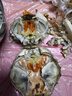 【活蟹】阳澄联合鲜活大闸蟹现货全母3.0-3.3两10只生鲜螃蟹去绳足重年货礼盒源头直发 实拍图
