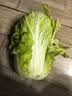 【霜打菜】新鲜大白菜黄心大白菜更甜早餐火锅超市京东包邮 6-8斤含箱 实拍图