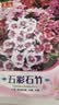 【亏本冲量】混色多年生五彩石竹种子四季盆栽室外花卉开花庭院 五彩石竹花种子/包约1000粒 一包 实拍图