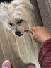 HELLOJOY狗狗零食磨牙棒中小型犬成幼犬洁齿骨耐咬骨头 鸭肉绕牛皮卷120g 实拍图