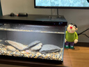 米家小米米家智能生态鱼缸还原自然生态补仓一次三月无忧出差旅行必备 实拍图