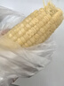 十月稻田 白甜糯玉米 8根 4.16斤 东北鲜黏玉米棒 低脂早餐苞米 新年礼盒  实拍图