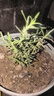 迷迭香苗盆栽可食用驱蚊植物香草薄荷苗绿植物室内煎牛排水培花卉 迷迭香原盆土一盆 盆径约12cm 含盆高约25cm 实拍图