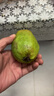 京觅福建红心芭乐 番石榴 应季 低糖孕妇水果 单果150g 净重3斤装 实拍图