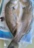 仙泉湖冷冻白蕉海鲈鱼2斤 肉厚刺少生鲜水产食材1斤*2条 生鲜年货食材 实拍图