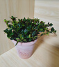 四季常青金鱼花吊兰盆栽室内绿植花卉多肉植物发财树好养易活客厅 金鱼吊兰【整盆20-30颗】原盆土 实拍图