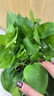 双盟绿萝盆栽除甲醛花卉绿植办公室新房净化空气 120款10盆源头直发 实拍图