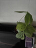 【带盆高度约15-25cm】发财树盆栽室内植物客厅办公室吸甲醛好养 单杆发财树+塑料四方舍得盆+小方底座 花盆直径约8cm 实拍图