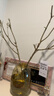 带花瓶 小叶女贞水培毛叶丁香老桩造型树丁香木四季常青观叶植物 小叶女贞（50-60厘米）+琥珀色大肚瓶+吊卡 造型随机（发货） 实拍图