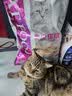 靓贝猫粮 牛肉三文鱼 猫粮 幼猫 成猫 通用全价猫粮 10kg20斤 实拍图