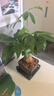 【带盆高度约15-25cm】发财树盆栽室内植物客厅办公室吸甲醛好养 单杆发财树+塑料四方舍得盆+小方底座 花盆直径约8cm 实拍图