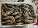鲜京采 特大号福建活冻黑虎虾 净重3斤 30-45只/盒  年货送礼 油焖大虾 实拍图