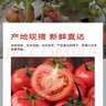 京鲜生沙瓤粉西红柿 净重3斤 单果100g+果菜两吃 源头直发 【搜生鲜馆】 实拍图