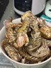 海蕴极鲜【活鲜】鲜活皮皮虾 新鲜虾爬子濑尿虾爬爬虾烧烤食材送父母长辈 1000g(净重)  （24-30只左右） 实拍图