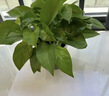 双盟绿萝盆栽除甲醛花卉绿植办公室新房净化空气 120款10盆源头直发 实拍图