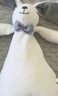 澳贝（auby）婴幼儿玩具小兔安抚巾加大宝宝哄睡阿贝贝新生儿玩偶新年满月礼物 实拍图