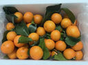 京鲜生 正宗广西砂糖橘礼盒净重4.5斤 单果35-55mm年货礼盒源头直发包邮 实拍图