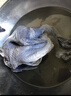 温氏 供港白凤乌鸡1.6斤 冷冻 月子鸡汤材料 100天以上 十全 乌骨鸡 实拍图