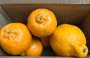 正宗云南宾川沃柑应季新鲜水果酸甜多汁整箱包邮 8斤装 实拍图