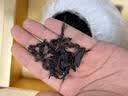 鼎芝毅特级金骏眉500g红茶礼盒 武夷山产地送父母长辈茶叶礼盒中秋礼品 实拍图
