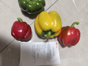 【东东买菜】大棚品质五彩椒水果彩椒明星减脂低卡蔬菜食材 （红黄绿随机）1斤 实拍图