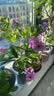 郑氏化工铁元素鳌合铁园林草坪花卉果蔬小叶黄叶黄化补铁锰锌硼通用水溶肥 实拍图