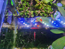 LED全光鱼缸灯同款水族箱鱼缸照明灯架水草灯增艳发色灯神灯节能 7瓦三档变光28cm（适合30-40cm鱼缸） 四排灯珠 实拍图