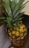 佳农 菲律宾进口菠萝 2个装 凤梨 单果净重2斤 生鲜水果源头直发 包邮 实拍图