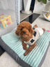 华元宠具狗窝垫子四季通用大型犬冬季保暖狗狗床宠物沙发可拆洗睡垫猫咪窝 实拍图